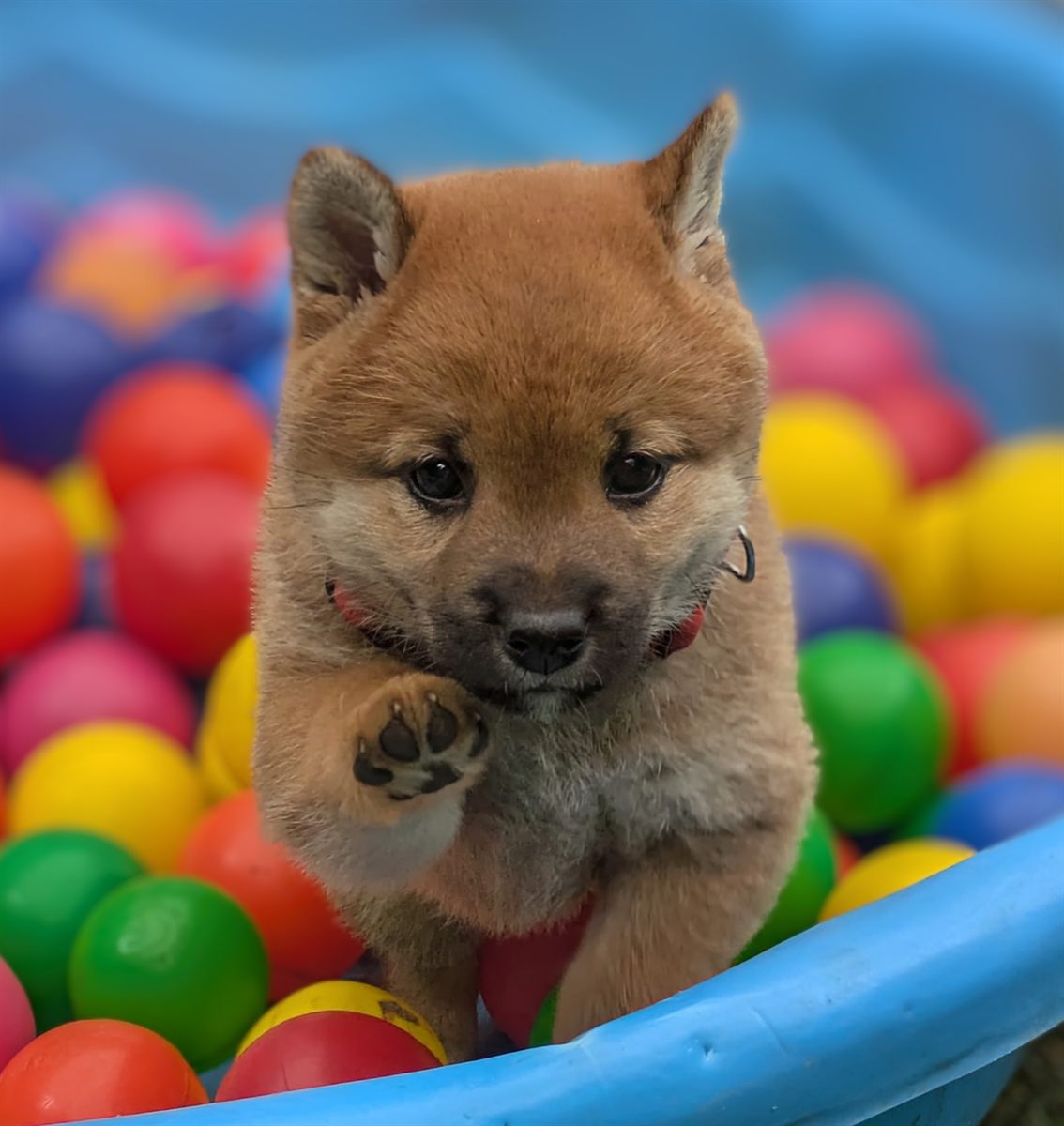 Shiba Inu puppy lifting a paw in a ball pit