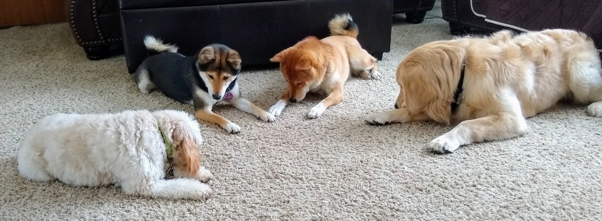  Chin-on-the-floor Calmness 